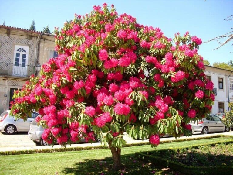 Oficina do Paisagista | Árvores para paisagismo. - foto 5