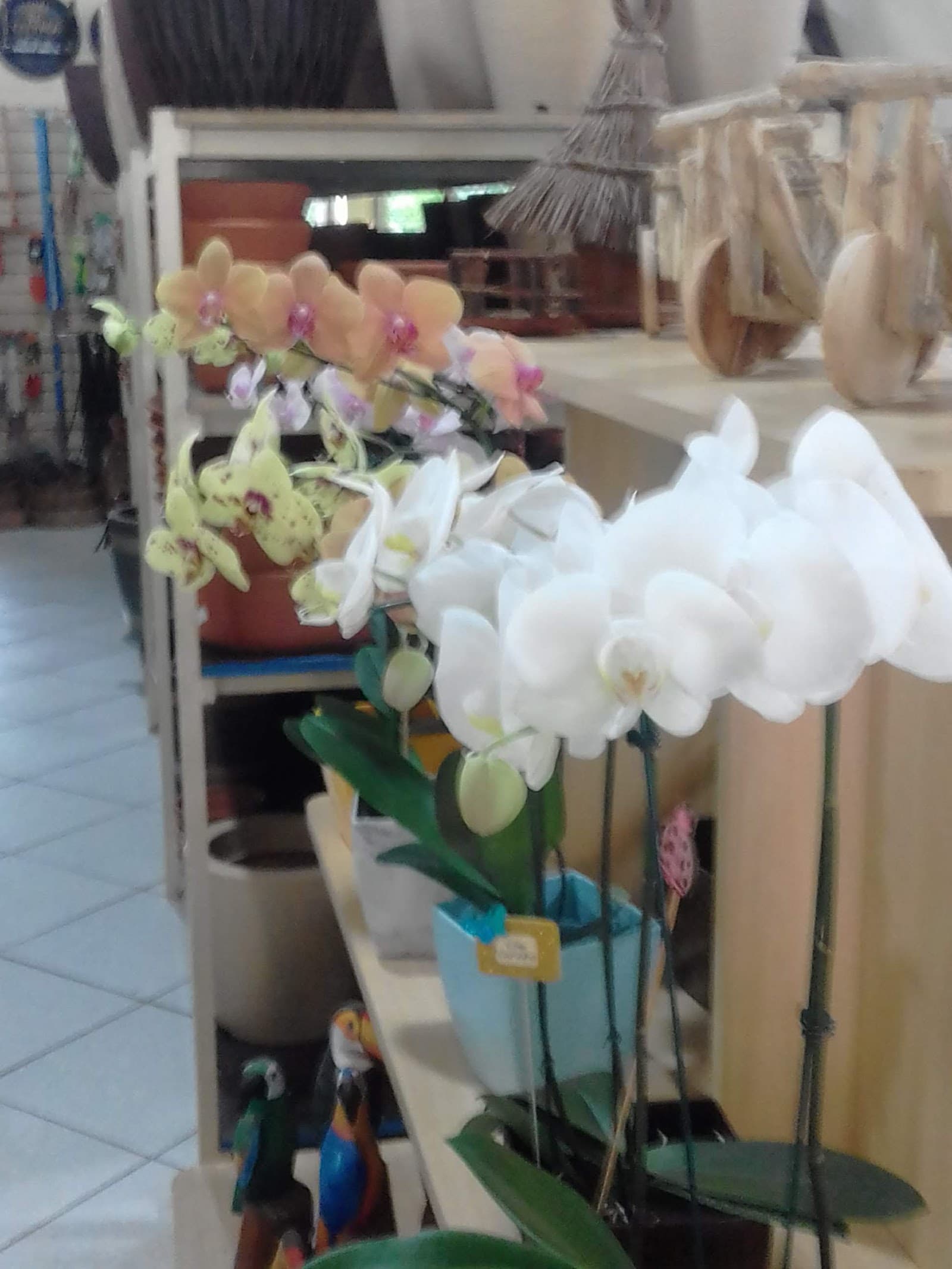 GALEGO FLORA - foto 1