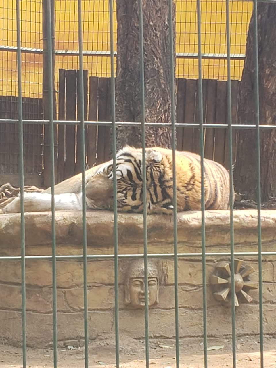 Zoológico Municipal de Piracicaba - foto 10