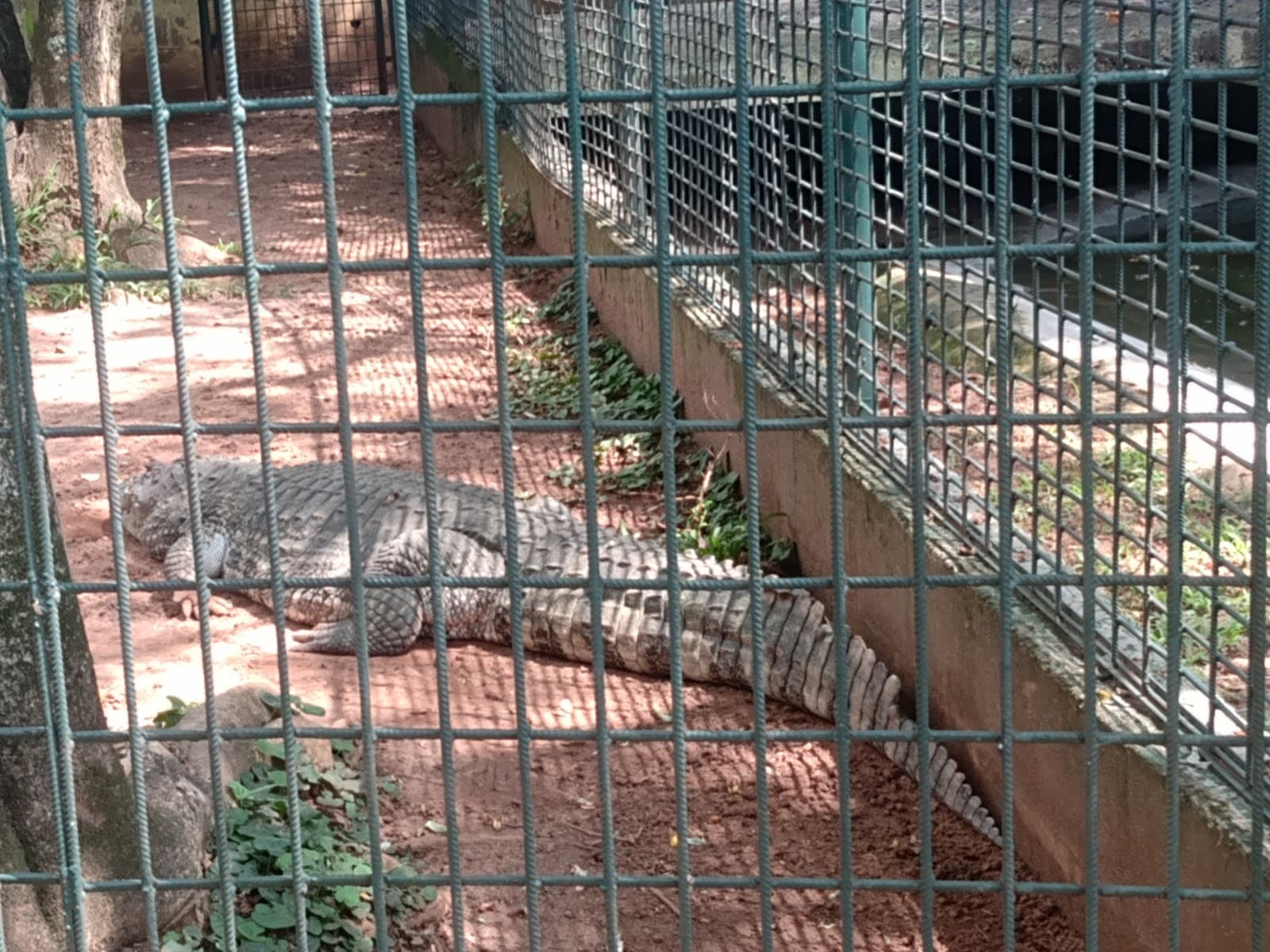 Zoológico Municipal de Piracicaba - foto 4