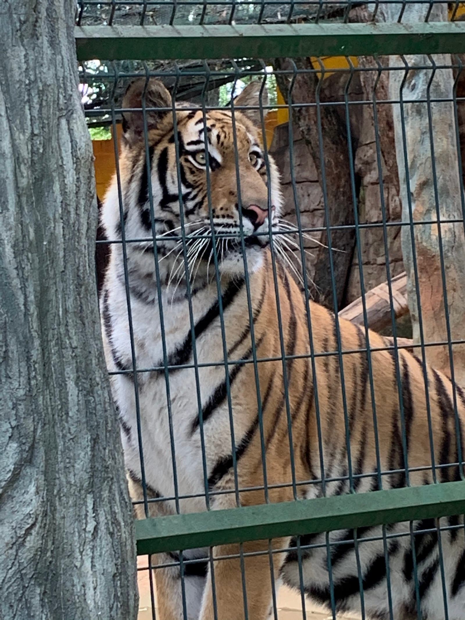 Zoológico Municipal de Piracicaba - foto 6