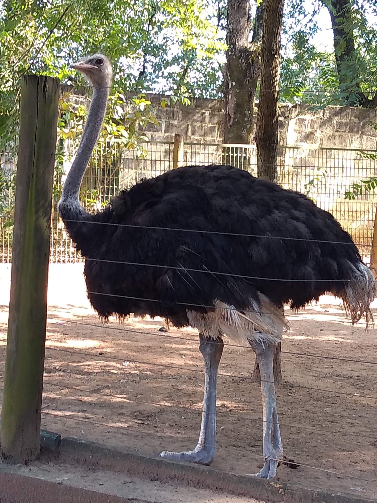 Zoológico Municipal de Piracicaba - foto 7