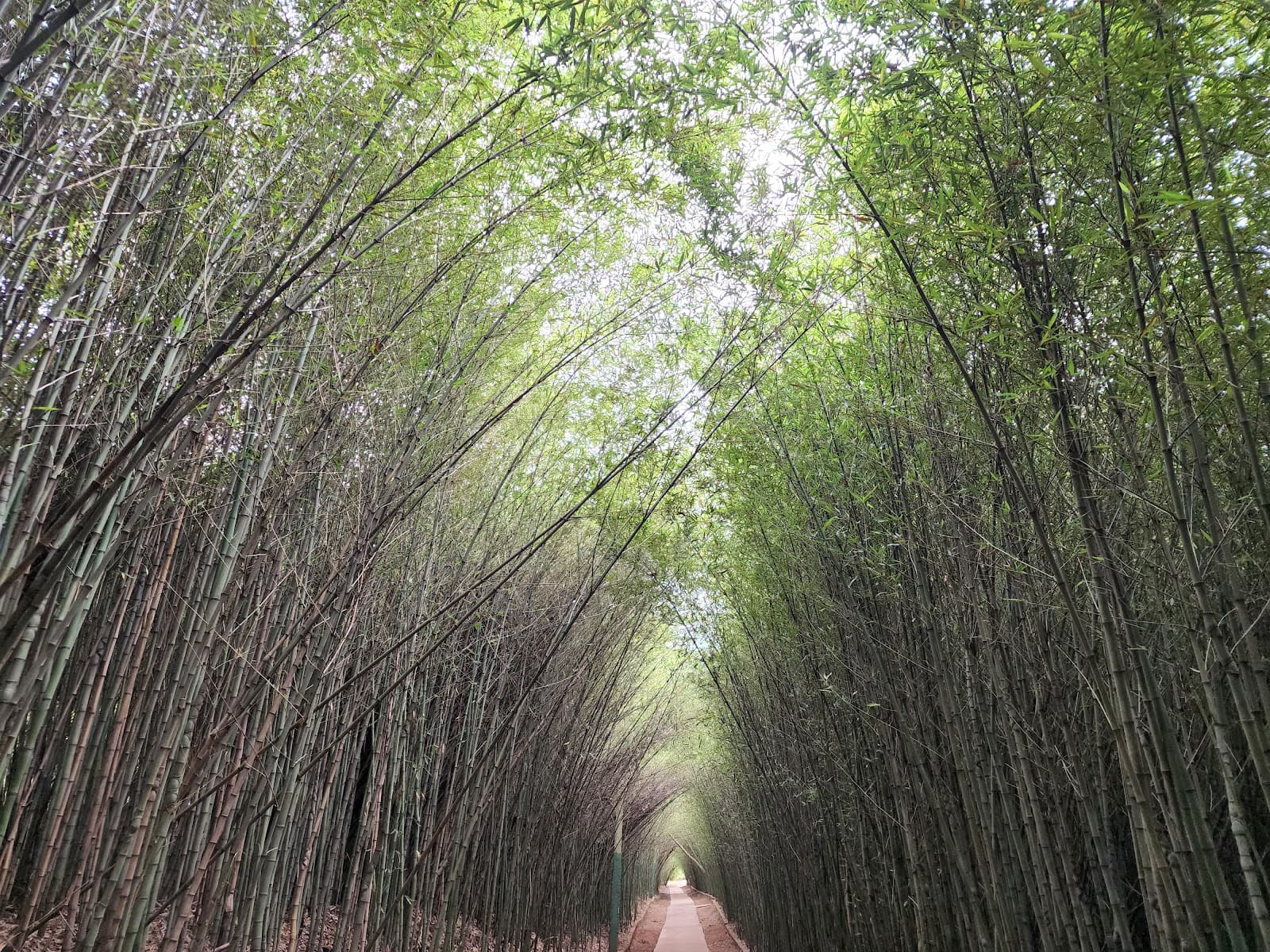 Parque Ecológico Eugênio Walter - foto 1